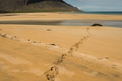 Beach West Fjords Iceland